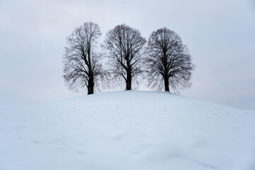 Fototapeta na wymiar three Lindentrees on top of a hill in snow, Emmental