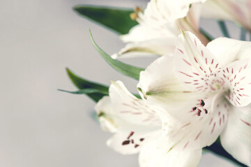 Beautiful floral background. Macro image. Template for your design.