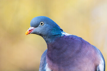 Houtduif, Wood Pigeon, Columba Palumbus