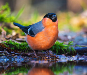 Goudvink;  Bullfinch; Pyrrhula pyrrhula