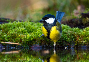 Koolmees; great tit; Parus major