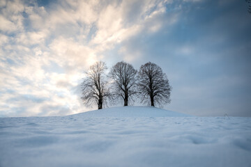 Fototapeta na wymiar three Lindentrees on top of a hill in snow, Emmental