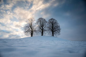 three Lindentrees on top of a hill in snow, Emmental