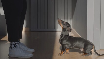 A black small dachshund mini puppy watches his owner. A female in white sneakers, black trousers. No face. High quality jpg ground Level Shot 