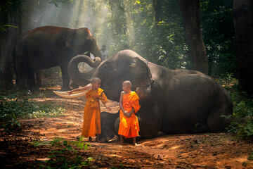 Monks and novices were chatting and laughing in the jungle with many elephants. Surin, Thailand