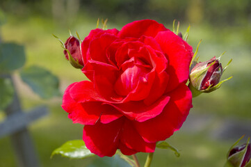 Garden red rose buds close up