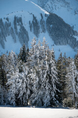 wonderful winter forest in Naturpark Gantrisch