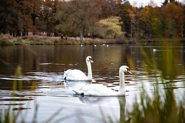 Two swans in a lake in winter