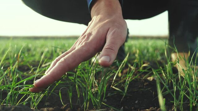 farmer hand. man farmer working in the field inspects the crop wheat germ natural a farming. business agriculture harvesting concept. farmer hand touches green wheat germ agriculture crop industry