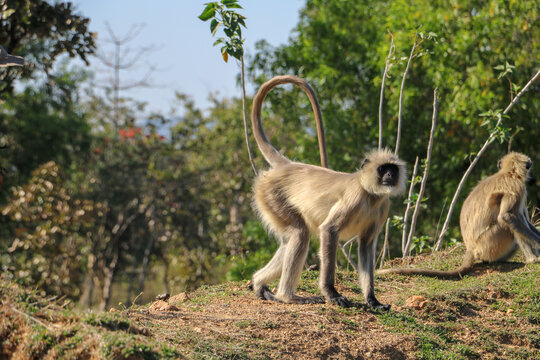 Gray langur in the field