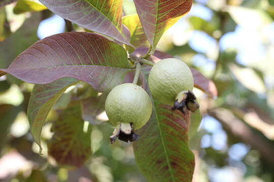 green sweet gava with closeup photography 
