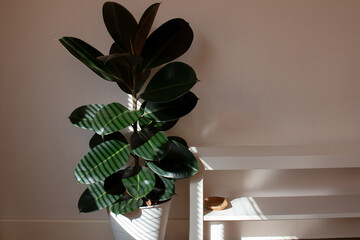 
Rubber Plant in bedroom interior The leaves of the Indian rubber tree are beautiful, durable, and are also air purifying plants.