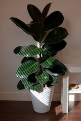Rubber Plant are decorated in the bedroom near the TV shelf. There is sunlight near the window