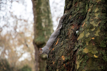 Obraz premium Squirrel hanging on a park tree in London