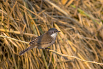 The lesser whitethroat is a common and widespread typical warbler which breeds in temperate Europe