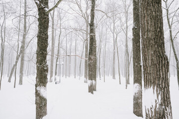 Snow-covered forest landscape in cloudy weather