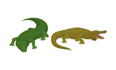 Crocodile as Green Predatory Semiaquatic Reptile Vector Set