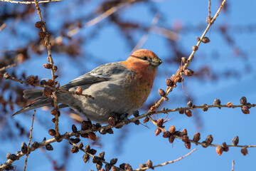 Female Pinicola enucleator sits on a larch branch and pecks cones