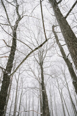 Fototapeta premium Snow-covered forest landscape in cloudy weather