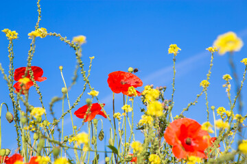 Lawn with poppies and other wild summer flowers.