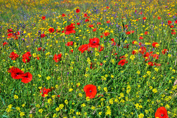 Lawn with poppies and other wild summer flowers.