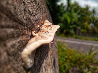 fungus growing on rotten wood