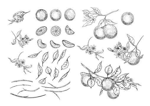 Orange tree branch with ripe and green oranges, flowers and leaves. Element for design. Graphic drawing, engraving style. Vector illustration.. Isolated on white background..