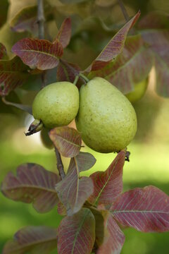 green sweet gava with closeup photography 