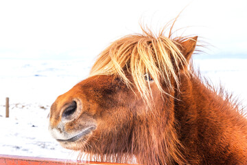 Portrait of a beautiful Icelandic horse on the background of winter nature in Iceland.
