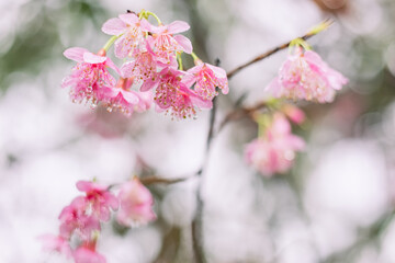 Water drops on sakura flower.Spring background with cherry blossom.