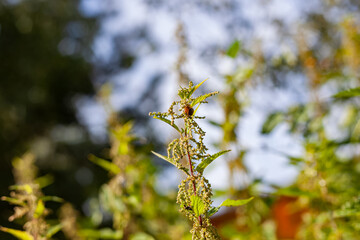 Nettle dioecious. Photo of the nettle plant. A snail sits on a nettle bush with fluffy green leaves and catkins. Medicinal plant nettle