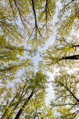 Bottom view in a sessile oak forest in springtime (Quercus petraea)