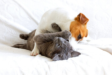 Jack Russell Terrier is played by nibbling a gray cat.