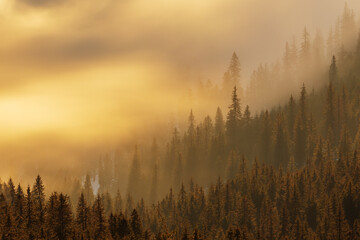 Malerischer Blick auf den Wald gegen den Himmel bei Sonnenuntergang