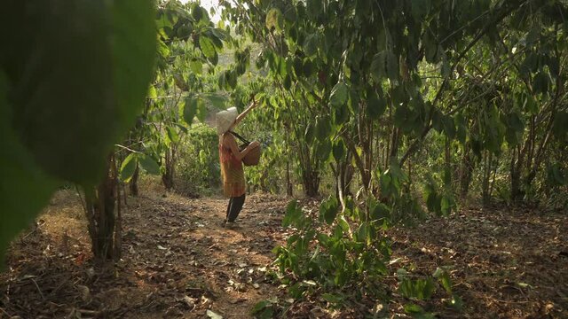 Paksong, Laos - February 29 2020: Young woman in vietnamese hat and face mask picking coffee beans from trees, putting in basket. Coffee farm plantation. Coffee crop. Laos, Asia
