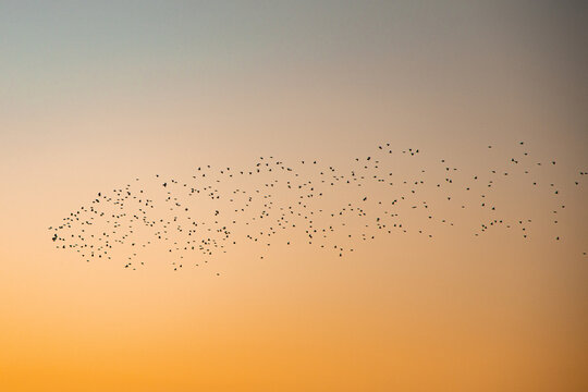 Sort Sol - Black Sun Birds In Western Jutland