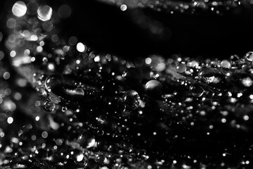 Trendy Color of the year 2021 Ultimate Gray. Greeting card for the spring holiday. Red rose with water drops close-up. Macro drops background. Rose is a symbol of love. Declaration of love.