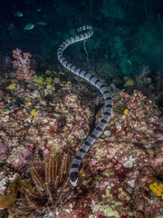 Banded sea snake swimming in a coral reef (Mergui archipelago, Myanmar)