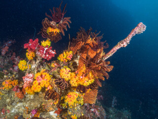 Fototapeta na wymiar Feather stars and Pink cup corals with open polyps (Mergui archipelago, Myanmar)