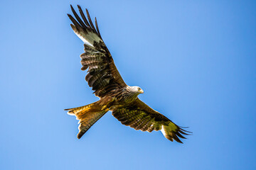Red kites in flight