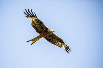 Red kites in flight