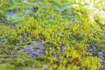 Bright green moss Background texture in nature.Beautiful moss and lichen covered stone.
