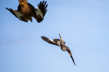 Red kites in flight