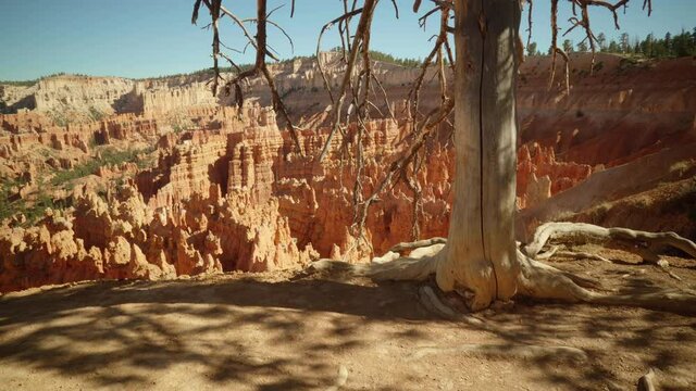 Bryce Canyon's Sunset Point with a dramatic dead tree framing the red rock amphitheater below. Slider right to left