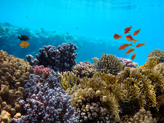 Fototapeta na wymiar Underwater landscape with coral formations and tropical fish, Red Sea, Egypt