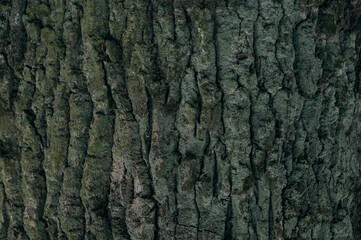 Embossed texture of the bark of oak with green moss.