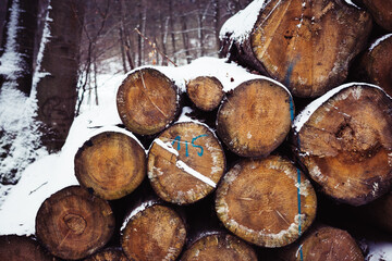 Holz Abholzung Holzstapel im Winter