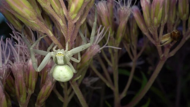 Die Ver&auml;nderliche Krabbenspinne Misumena vatia, ein typischer Lauerj&auml;ger, wartet auf Bl&uuml;ten auf unvorsichtige Insekten, die sie packen und aussaugen kann