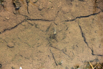 水田の水の中を泳ぐ１匹のおたまじゃくし