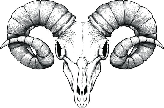 Ram Skull Drawing Images – Browse 1,226 Stock Photos, Vectors, and Video |  Adobe Stock